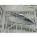 IQF Hot Sale Quality Filé de Mackerel de Bloco Inteiro